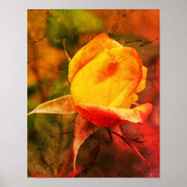 Yellow Rosebud With Red Highlights Distressed Art Poster (Front)