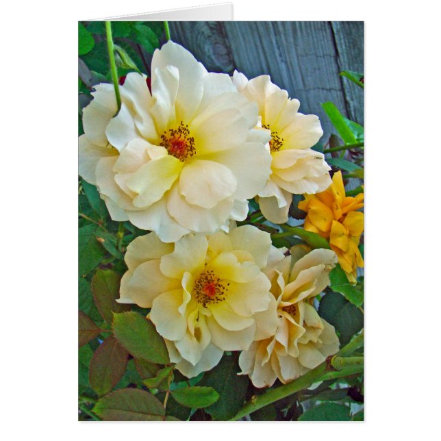 Yellow Roses (Front)
