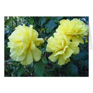 Yellow Roses