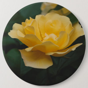 Yellow roses 6 cm round badge