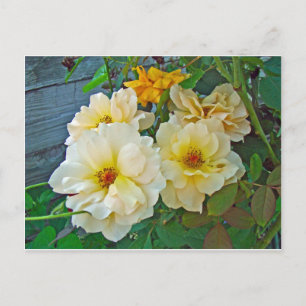 Yellow Roses Postcard