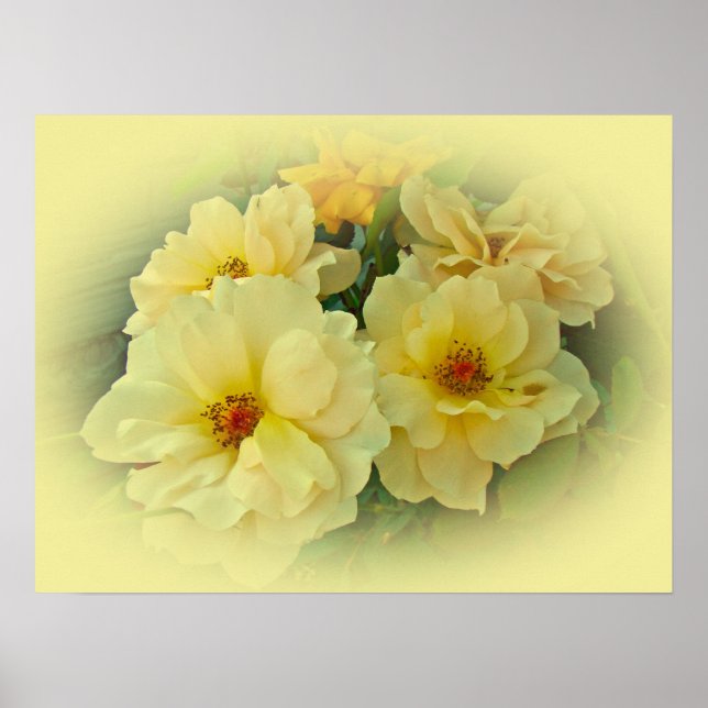 Yellow Roses Poster (Front)