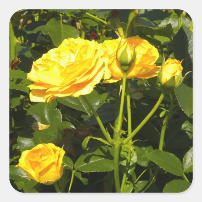 Yellow Roses Stickers (Front)