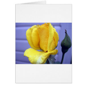 Yellow Rsoebud