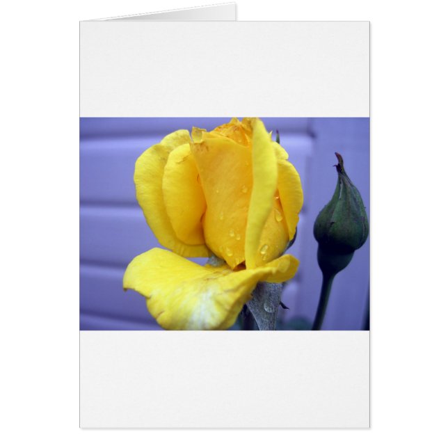 Yellow Rsoebud (Front)