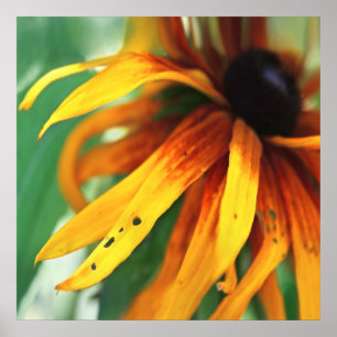 Yellow Rudbeckia Flower Macro Abstract Poster