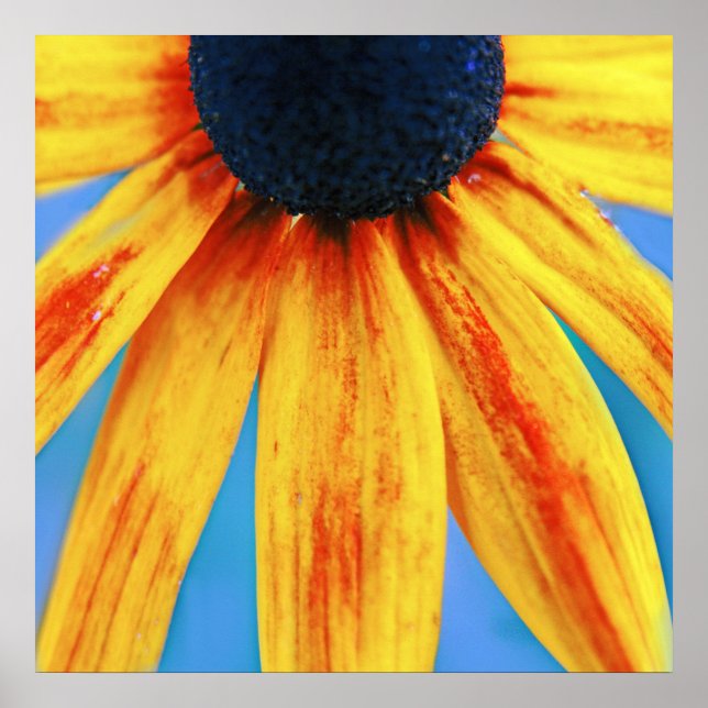 Yellow Rudbeckia Flower Macro Abstract Poster (Front)