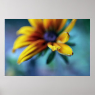 Yellow Rudbeckia Flower Macro Abstract Poster
