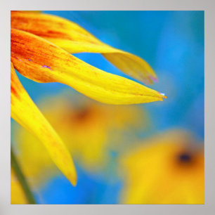 Yellow Rudbeckia Flower Petals on Sky Blue Poster