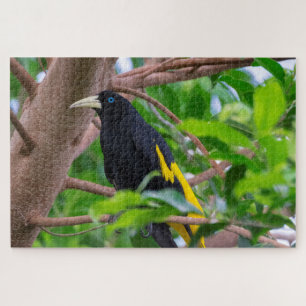 Yellow-Rumped Cacique Jigsaw Puzzle