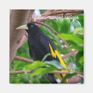 Yellow-rumped cacique magnet
