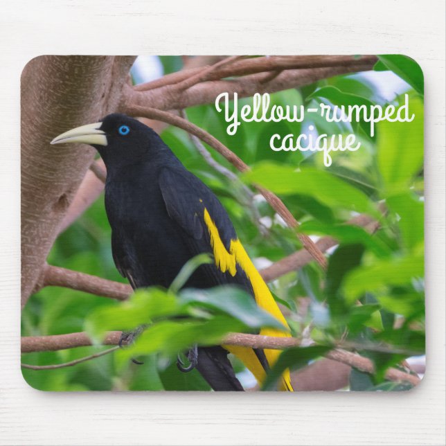 Yellow-rumped cacique mouse pad (Front)
