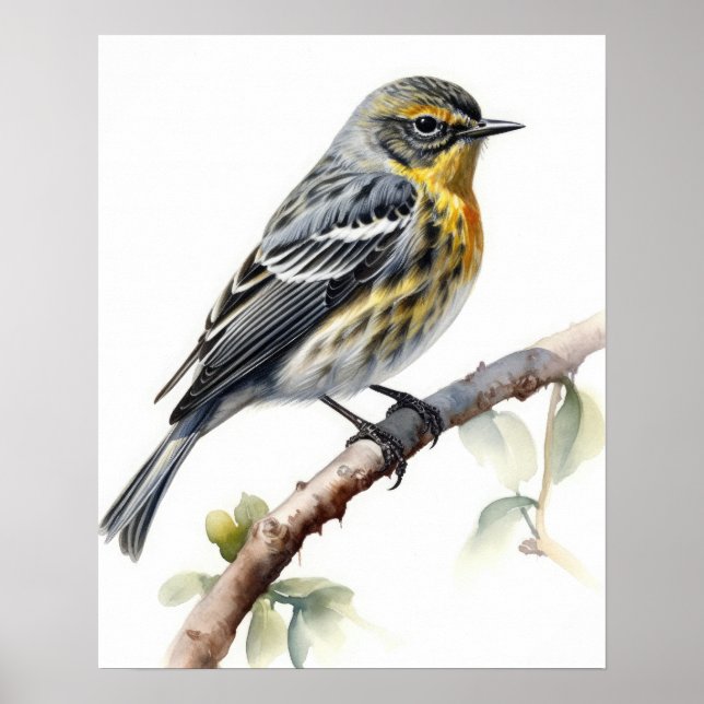 Yellow Rumped Warbler Bird Art Print Poster (Front)