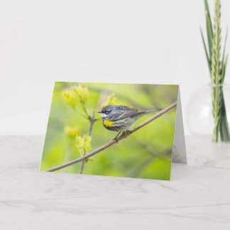 Yellow-rumped Warbler Card