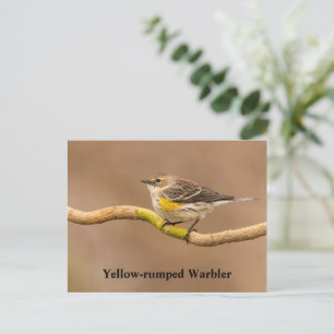 Yellow-rumped Warbler Perched Postcard