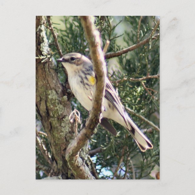 Yellow Rumped Warbler Photo Postcard (Front)