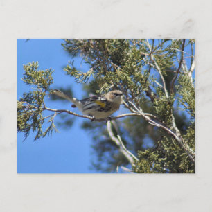 Yellow Rumped Warbler Photo Postcard