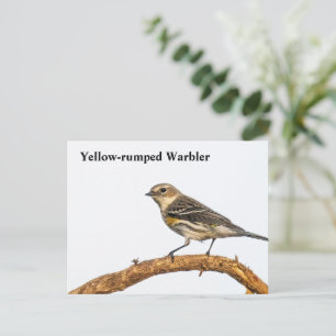 Yellow-rumped Warbler Postcard