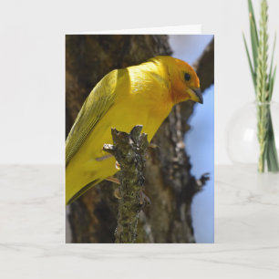 Yellow Saffron Finch Card