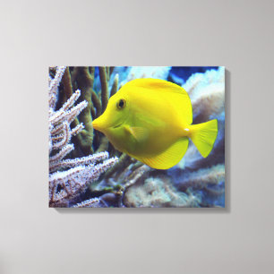 Yellow Saltwater Tang Fish Canvas Print