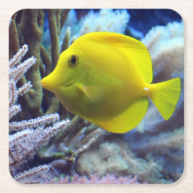 Yellow Saltwater Tang Fish Square Paper Coaster (Front)