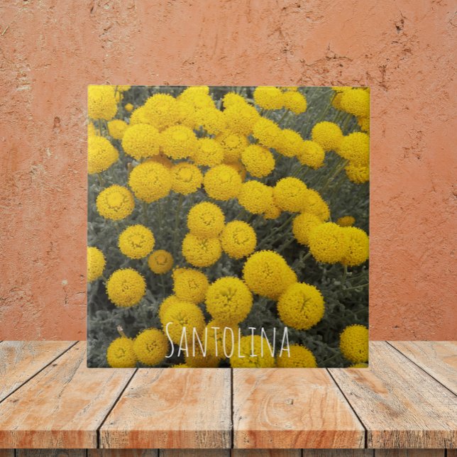 Yellow Santolina Flowering Shrub Floral Tile (In Situ)