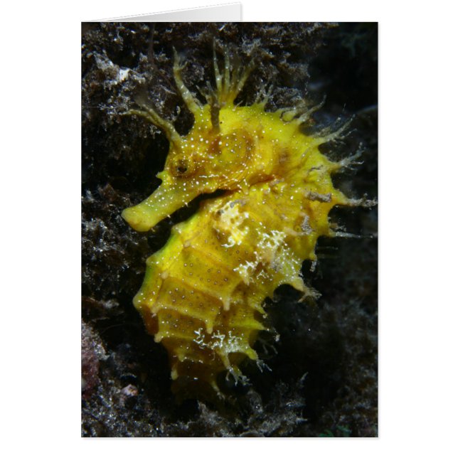 Yellow Seahorse | Hippocampus Guttulatus (Front)