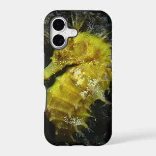 Yellow Seahorse Hippocampus Guttulatus