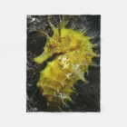 Yellow Seahorse | Hippocampus Guttulatus
