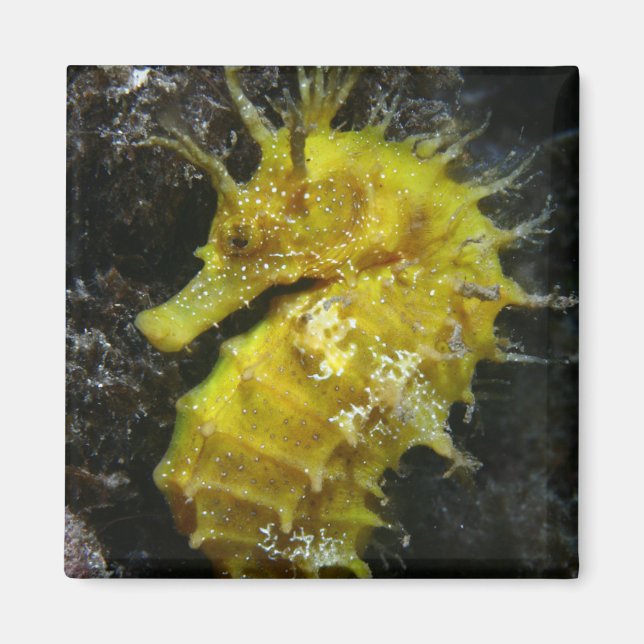 Yellow Seahorse | Hippocampus Guttulatus Magnet (Front)