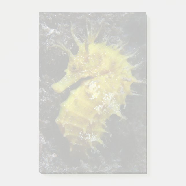 Yellow Seahorse | Hippocampus Guttulatus Post-it Notes (Front)