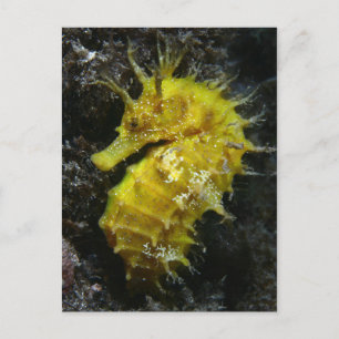 Yellow Seahorse   Hippocampus Guttulatus Postcard