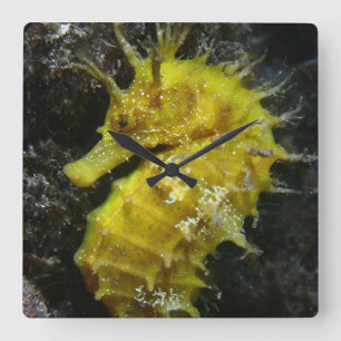 Yellow Seahorse   Hippocampus Guttulatus Square Wall Clock