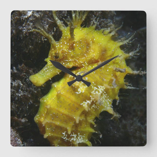 Yellow Seahorse | Hippocampus Guttulatus Square Wall Clock (Front)