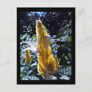 Yellow Shrimp Plant with ants postcard