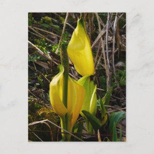 Yellow Skunk Cabbage Flowers Postcard