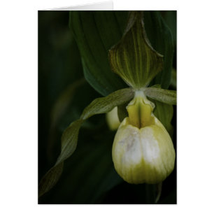 Yellow Slipper 2 Card