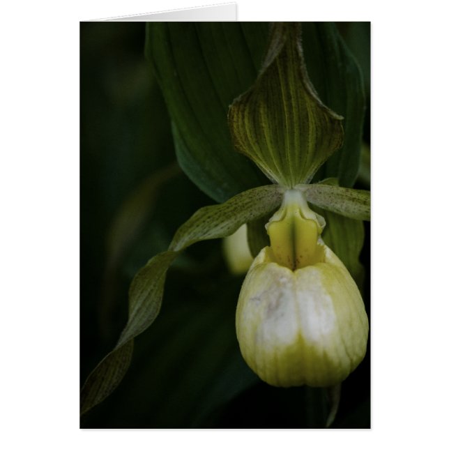 Yellow Slipper 2 Card (Front)