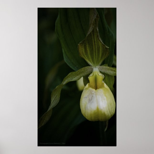 Yellow Slipper 2 Print (Front)