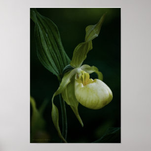 Yellow Slipper Print