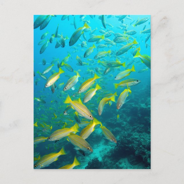 Yellow snapper fish on coral reef postcard (Front)