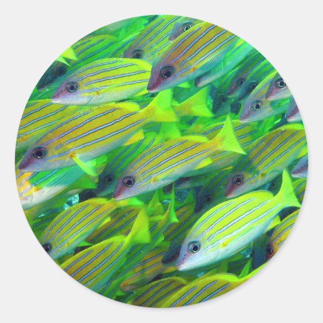 Yellow Snapper Wallpaper Classic Round Sticker (Front)