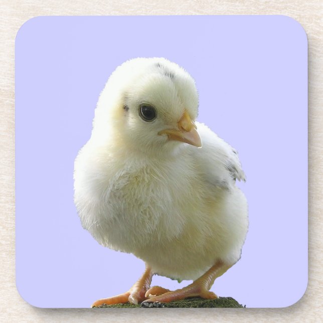 Yellow Spring Chick Coaster (Front)