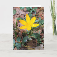 Yellow Spring Crocus Thinking of You