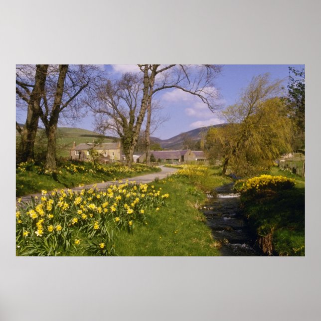 yellow Spring Daffodils, Borders, Peebles flowers Poster (Front)