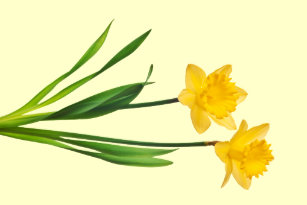 yellow daffodils tea towels zazzle co nz