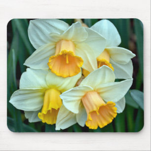 Yellow spring daffodils mouse pad
