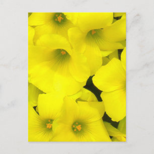 Yellow spring flowers in the garden postcard