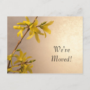 Yellow Spring Forsythia Change of Address Announcement Postcard