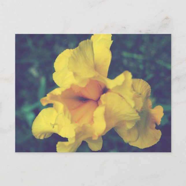 Yellow Spring Iris Floral Photography Postcard (Front)